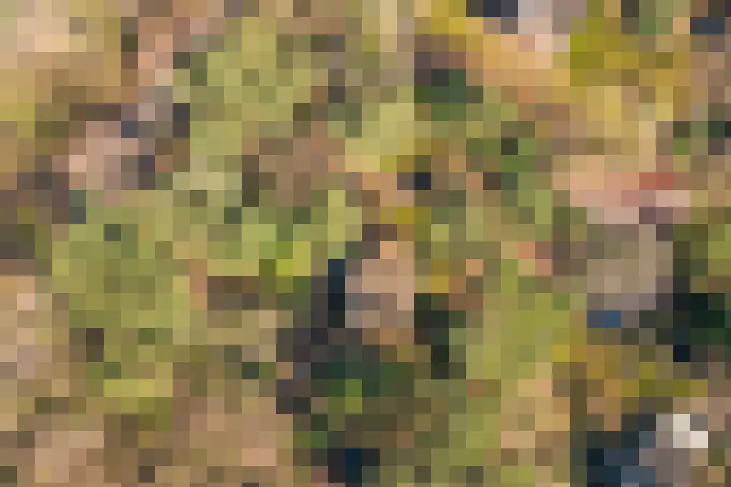 Spechtbos Helvoirt thumbnail 9