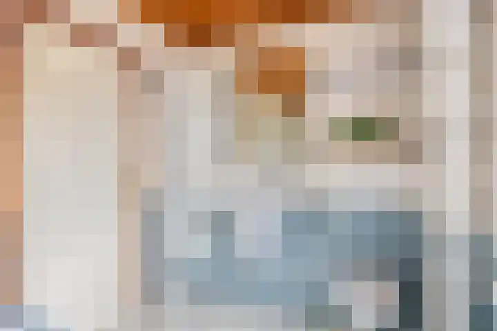 Spechtendonk 8 St. Willebrord thumbnail 33