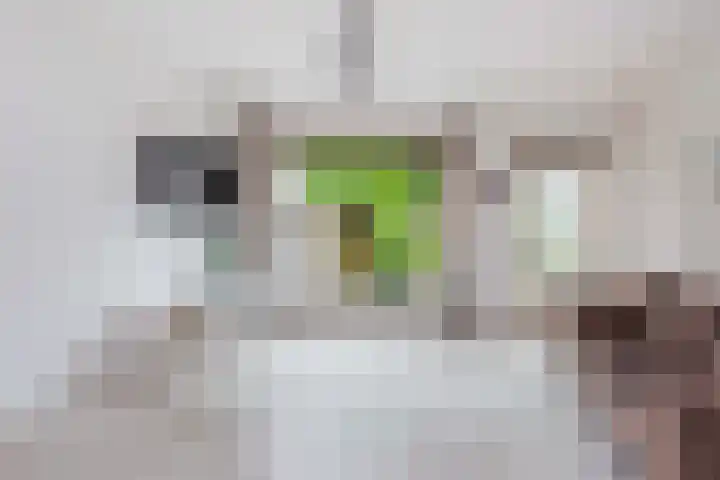 Spechtenkamp 370 Maarssen thumbnail 6