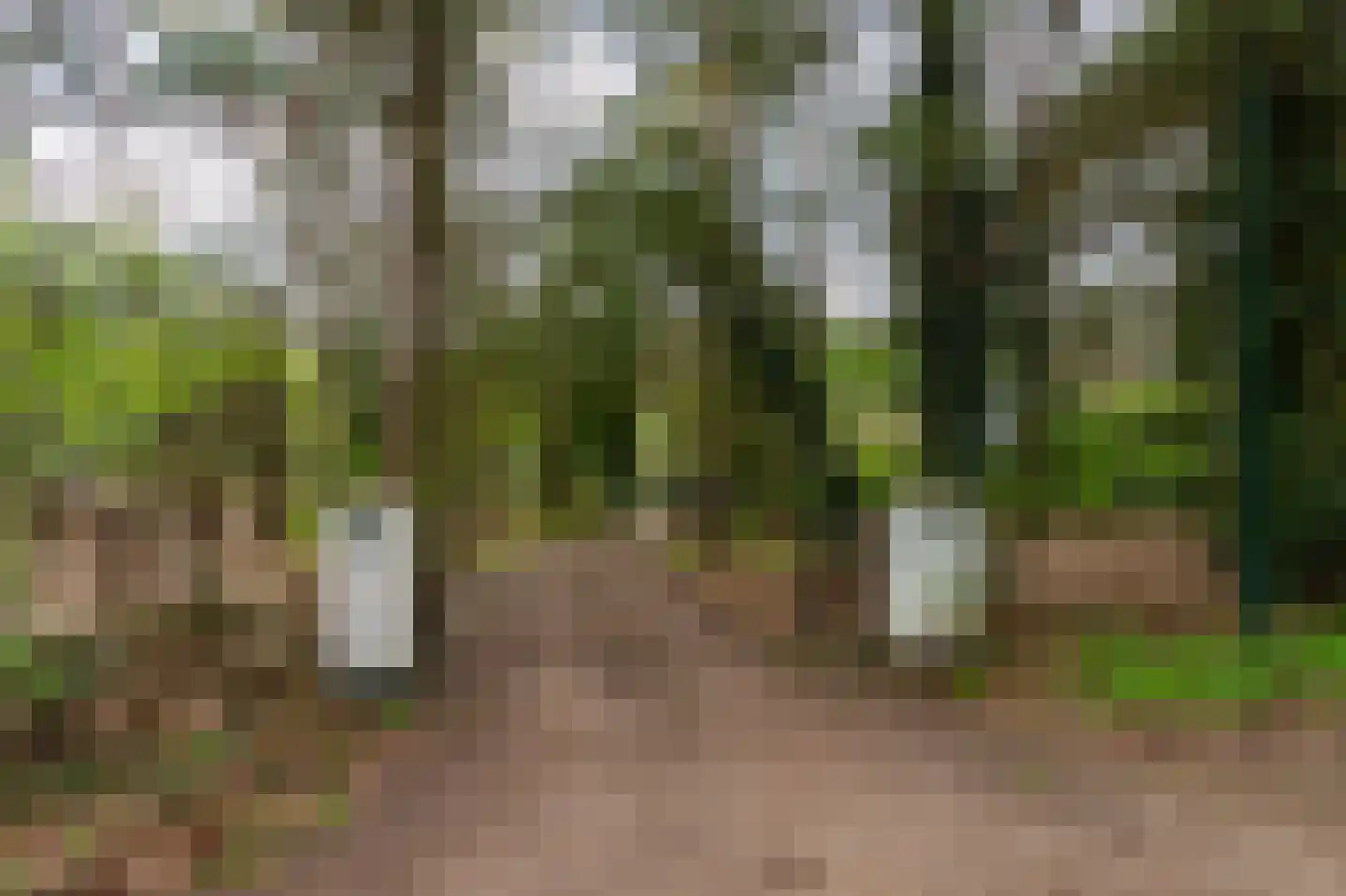 Spechtlaan 4 Lieshout thumbnail 46