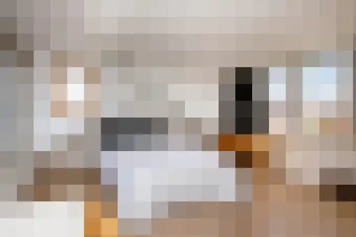 Spechtstraat 22 Haastrecht thumbnail 31