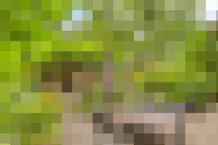 Speelweide 2 Bakel thumbnail 57