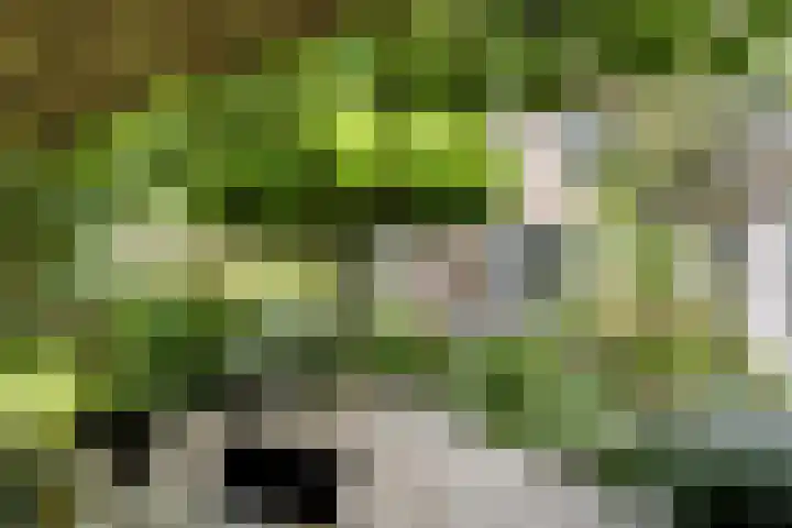 Speelweide 2 Bakel thumbnail 59