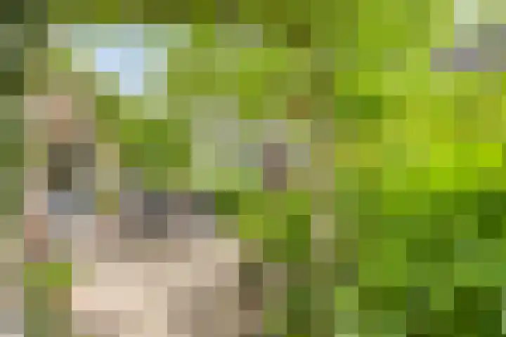 Speelweide 2 Bakel thumbnail 6