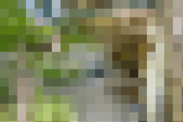 Speelweide 2 Bakel thumbnail 60