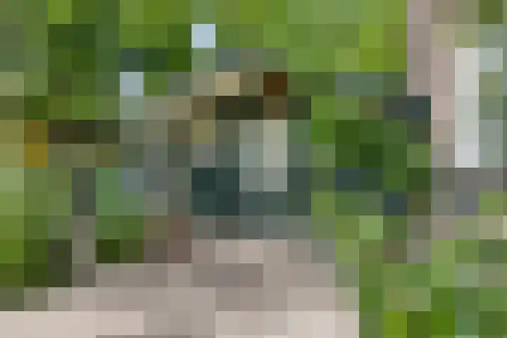Speelweide 2 Bakel thumbnail 61