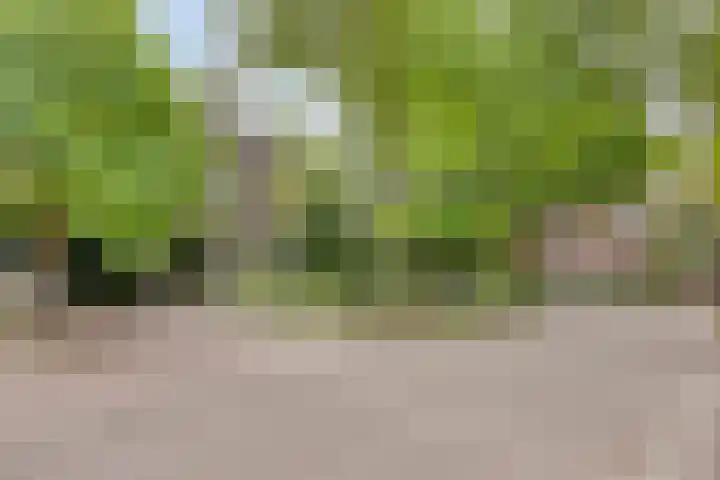 Speelweide 2 Bakel thumbnail 8