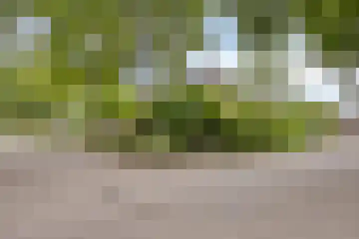 Speelweide 2 Bakel thumbnail 9