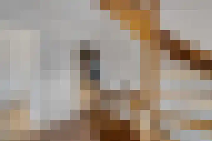 Speenkruid 10 Delden thumbnail 33