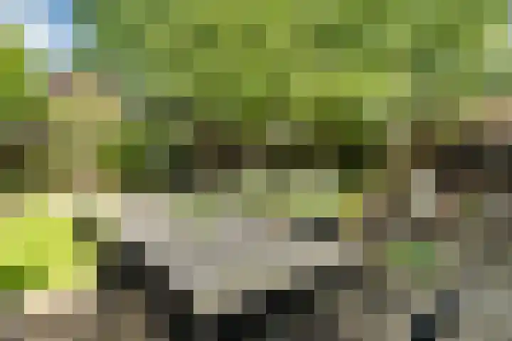 Speenkruid 10 Delden thumbnail 39