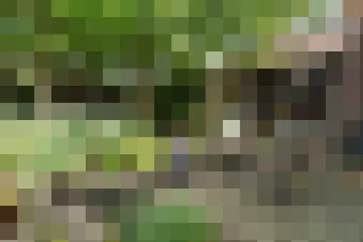 Speenkruid 10 Delden thumbnail 40