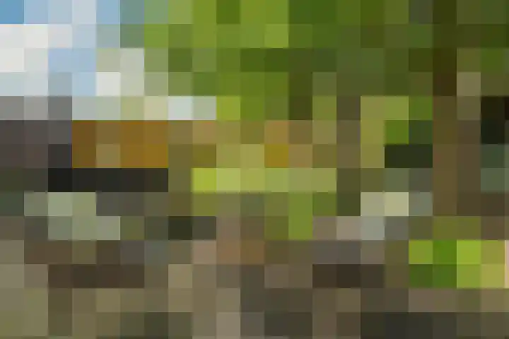 Speenkruid 10 Delden thumbnail 41