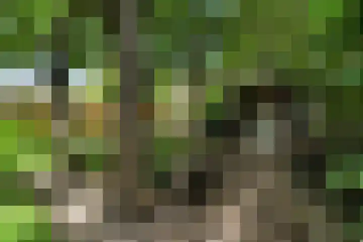 Speenkruid 10 Delden thumbnail 42