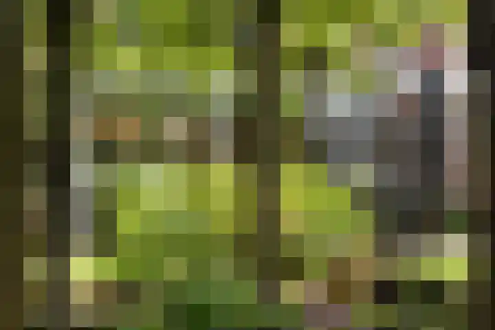 Speenkruid 10 Delden thumbnail 43