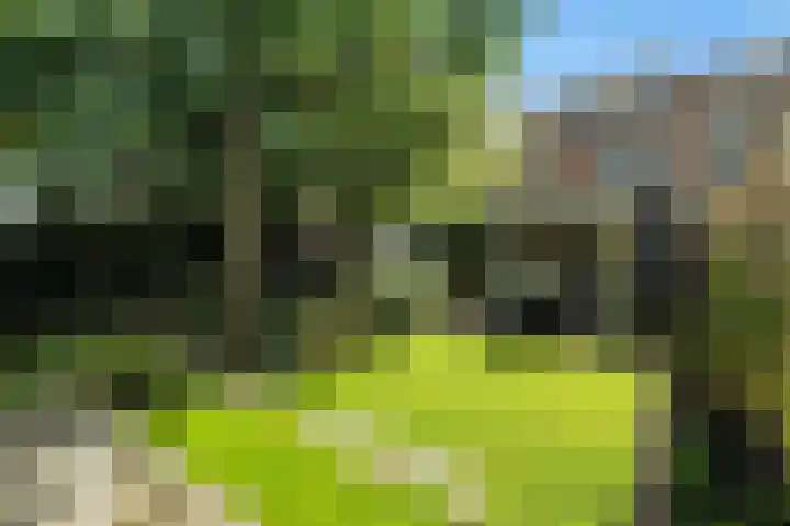 Speenkruid 10 Delden thumbnail 45