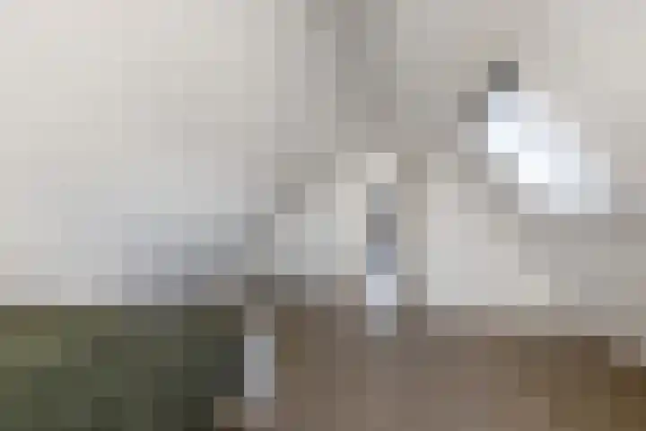 Speenkruid 10 Drachten thumbnail 38
