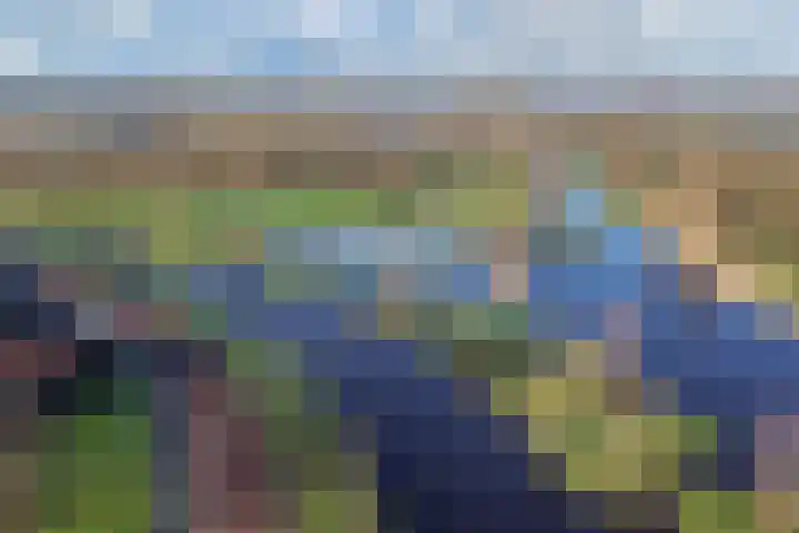 Speenkruid 10 Drachten thumbnail 49
