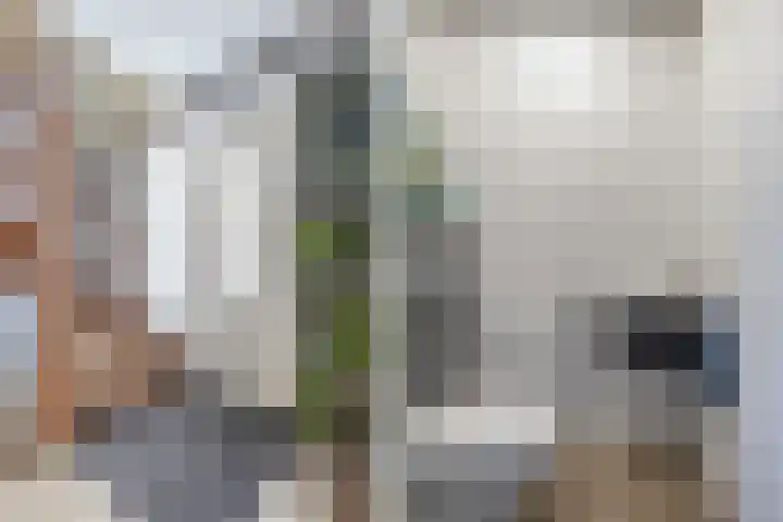 Speenkruid 10 Drachten thumbnail 8