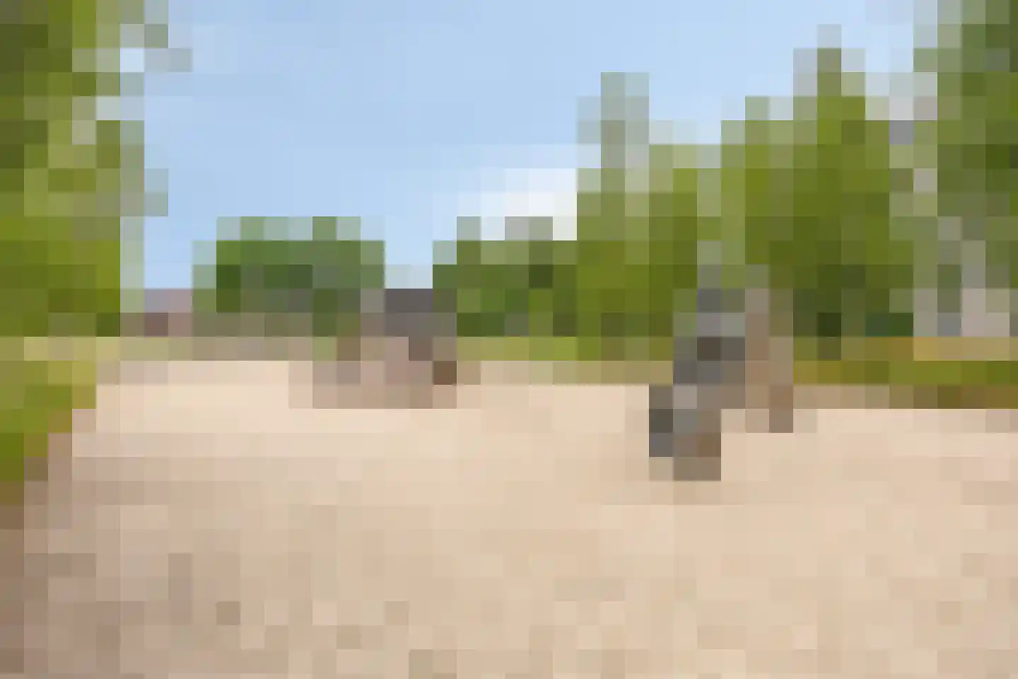 Speenkruid 11 Berghem thumbnail 32
