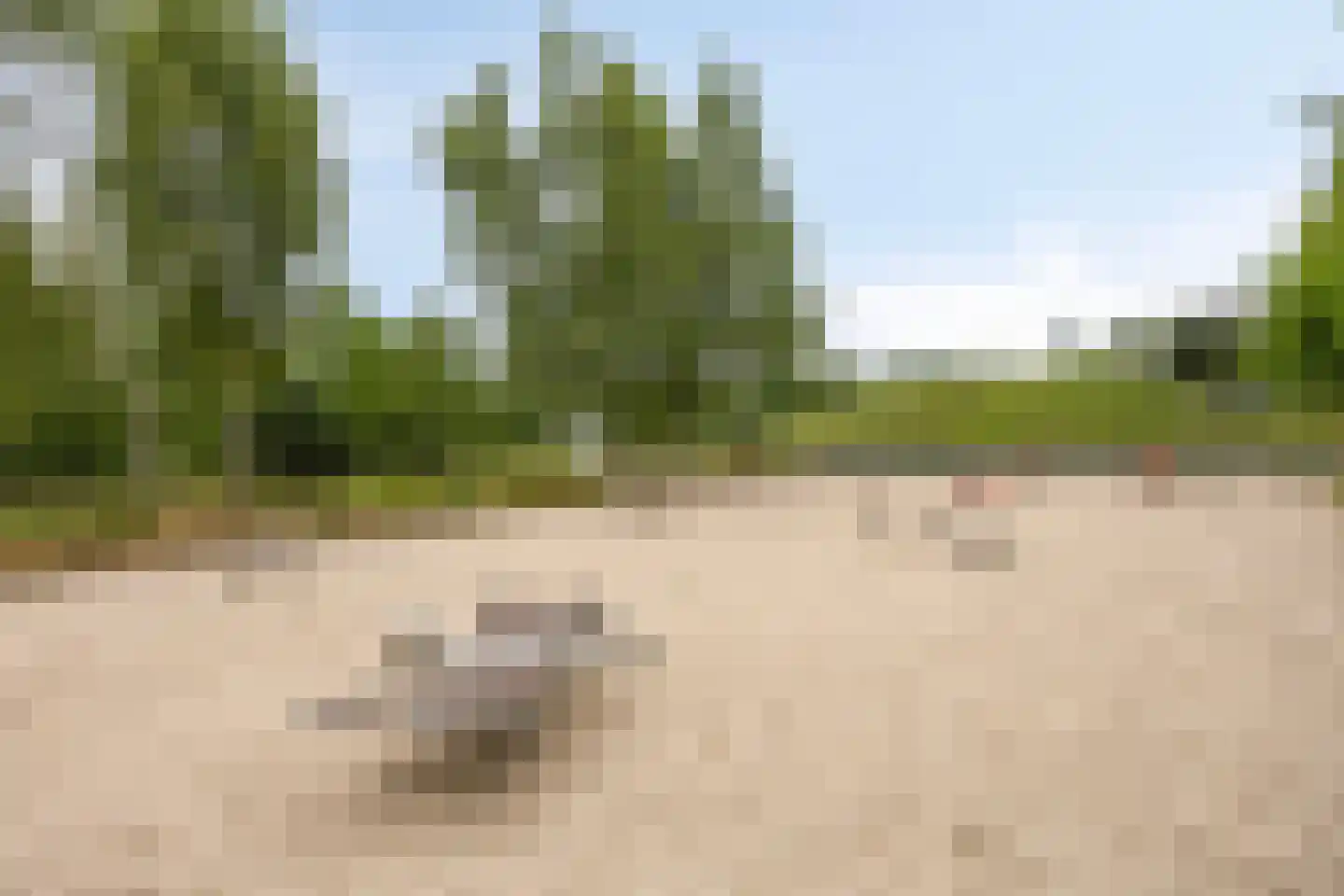 Speenkruid 11 Berghem thumbnail 33