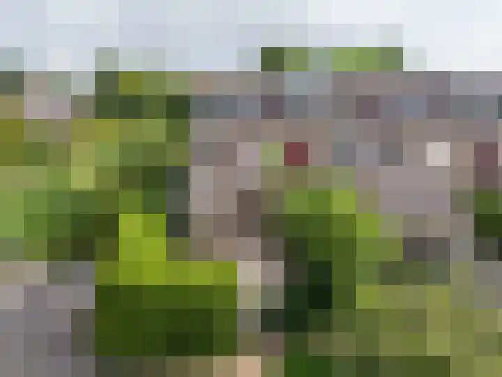 Speenkruid 11 Leeuwarden thumbnail 10