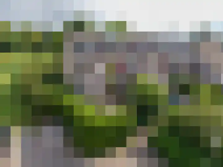 Speenkruid 11 Leeuwarden thumbnail 9