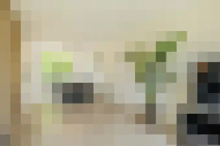 Speenkruid 126 Beilen thumbnail 11