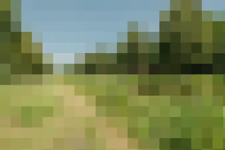 Speenkruid 126 Beilen thumbnail 34