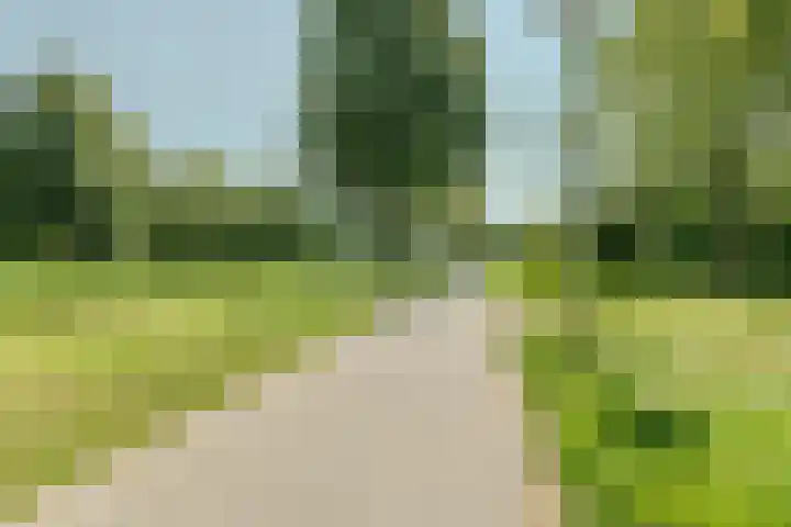 Speenkruid 126 Beilen thumbnail 36