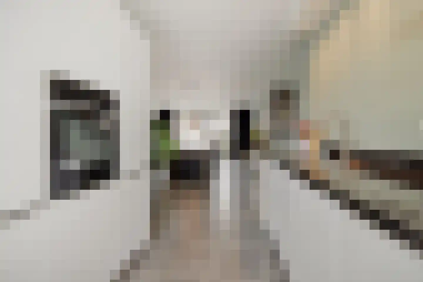 Speenkruid 13 Berghem thumbnail 8