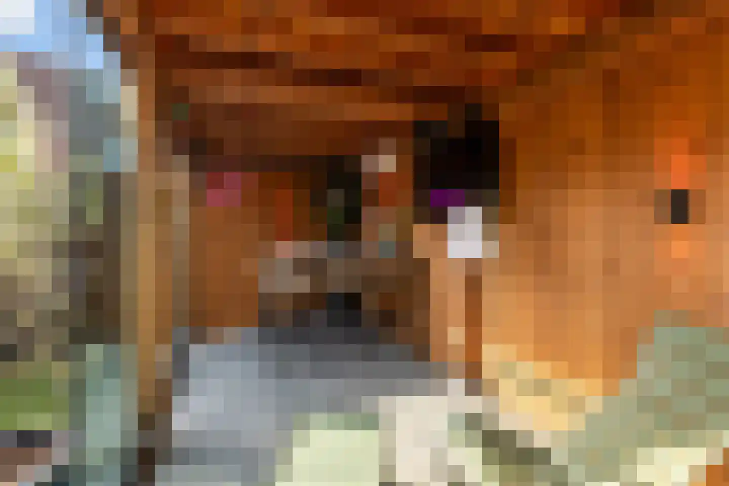 Speenkruid 13 Odijk thumbnail 40