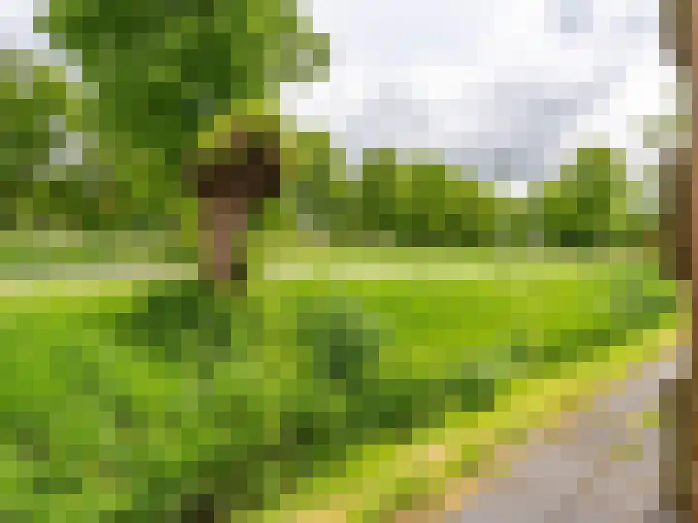 Speenkruid 130 Beilen thumbnail 43