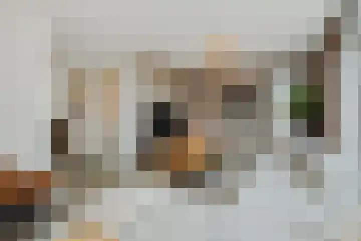 Speenkruid 16 Berghem thumbnail 11