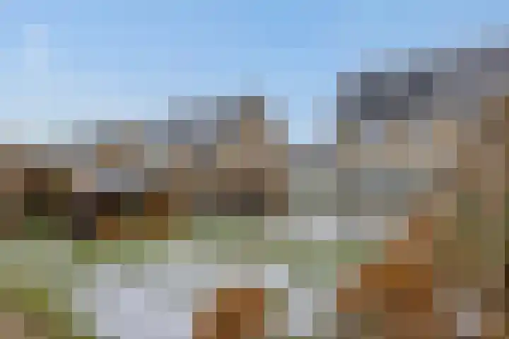 Speenkruid 16 Berghem thumbnail 45