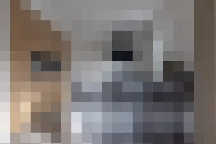 Speenkruid 16 Drachten thumbnail 22