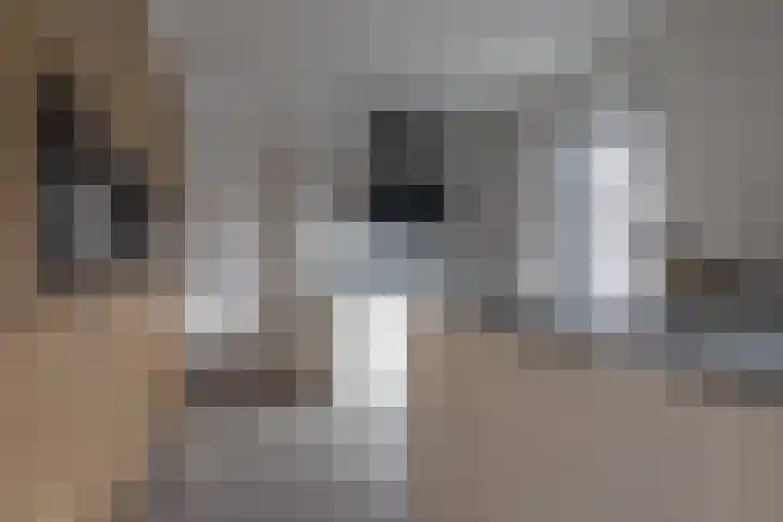 Speenkruid 16 Drachten thumbnail 23