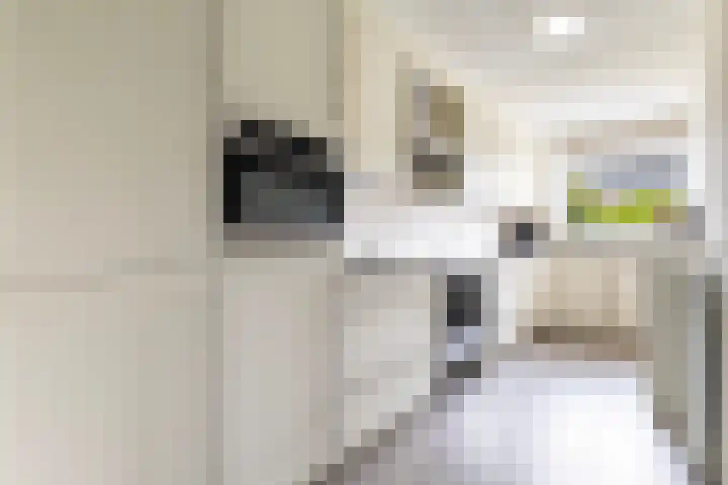 Speenkruid 19 Leeuwarden thumbnail 17