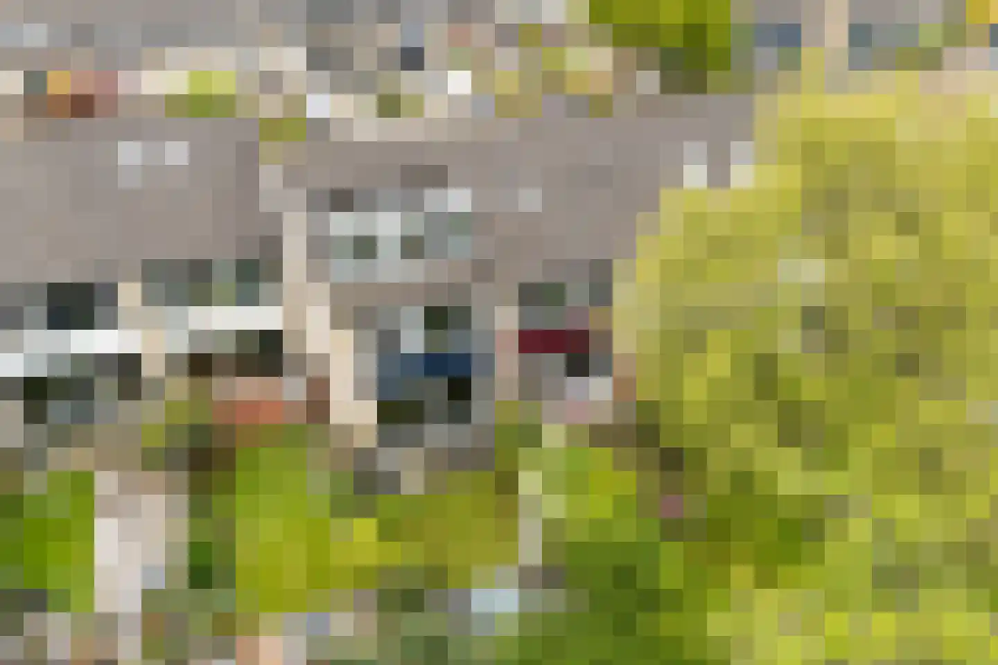 Speenkruid 19 Leeuwarden thumbnail 45