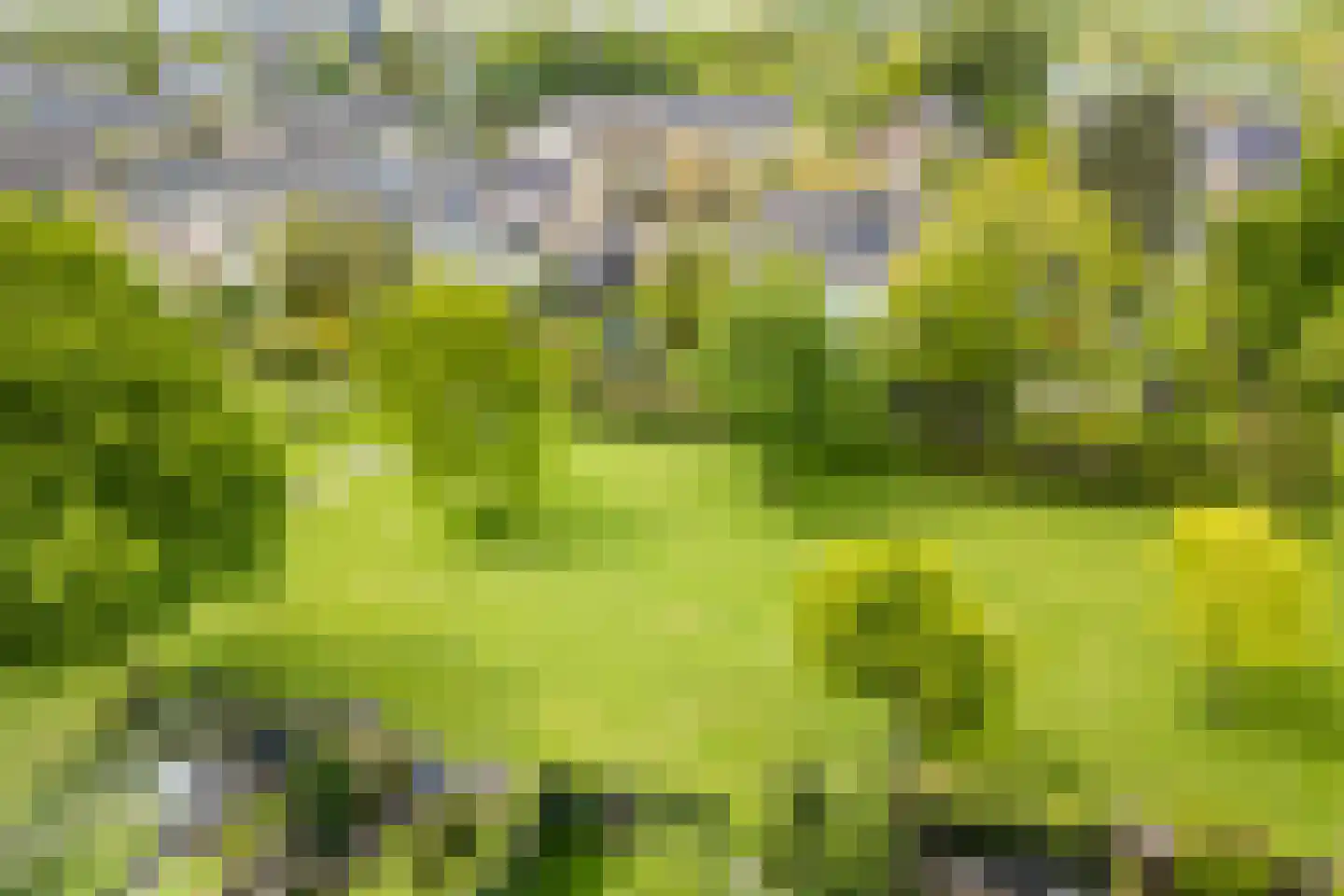 Speenkruid 19 Leeuwarden thumbnail 47