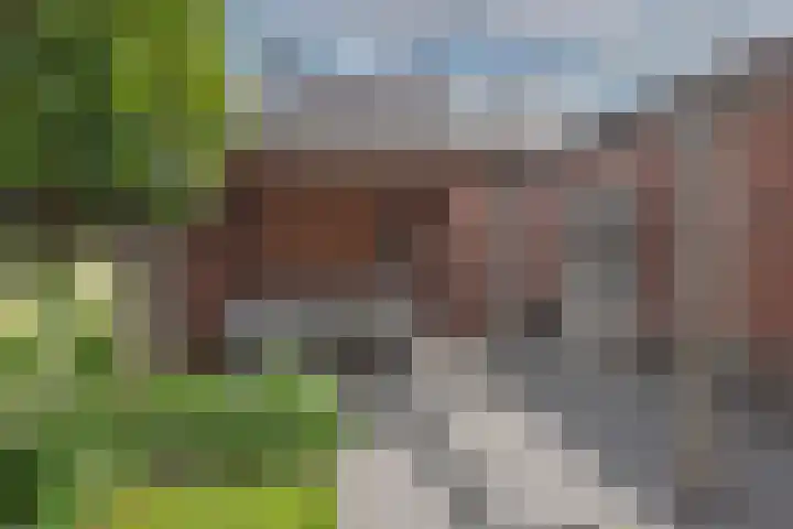 Speenkruid 2 Rijssen thumbnail 28