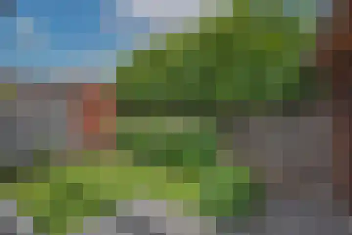 Speenkruid 2 Rijssen thumbnail 31