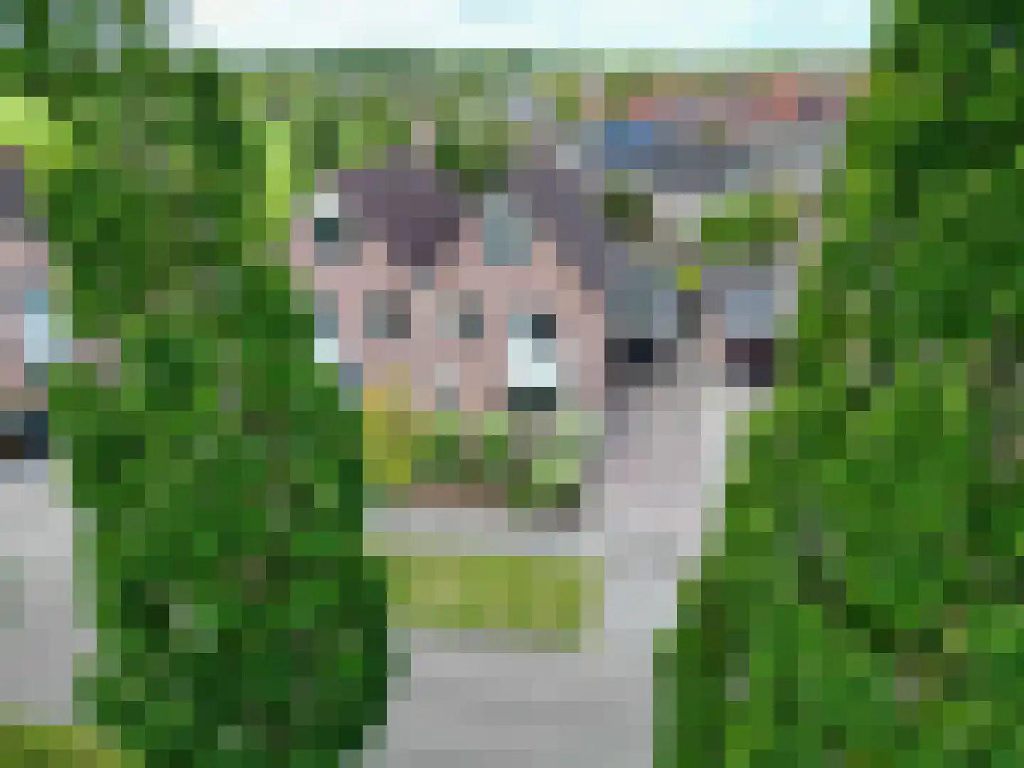 Speenkruid 23 Bedum thumbnail 10