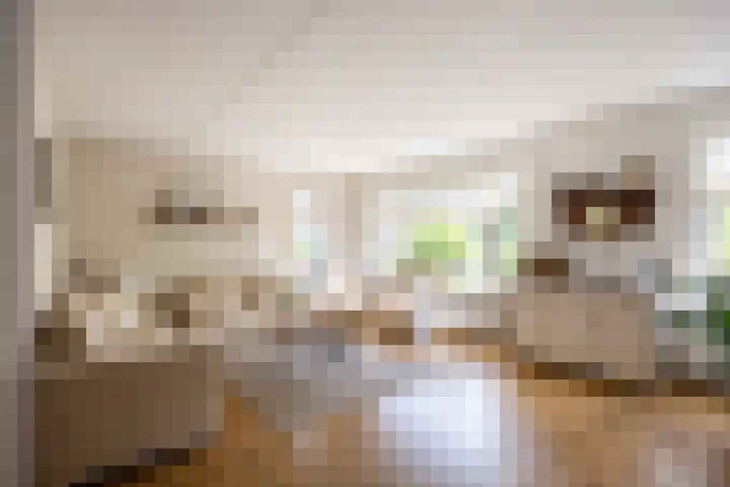 Speenkruid 23 Bedum thumbnail 17