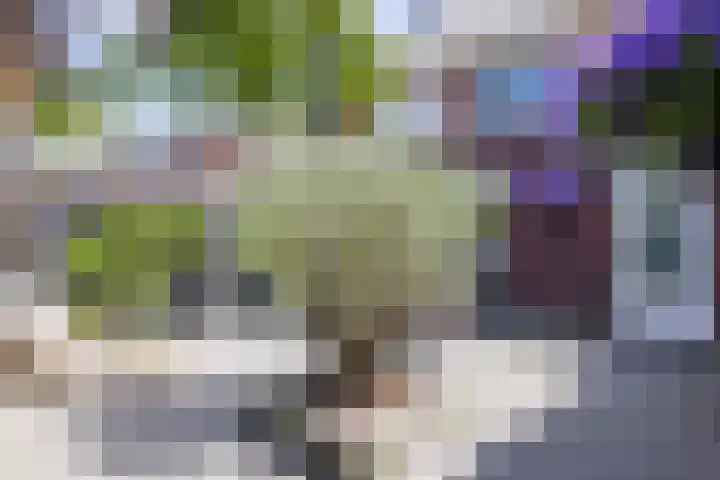 Speenkruid 28 Rijssen thumbnail 47