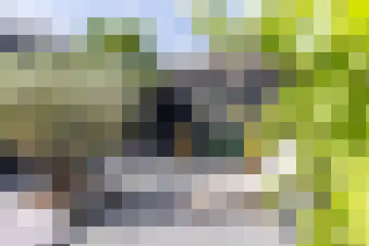 Speenkruid 28 Rijssen thumbnail 50