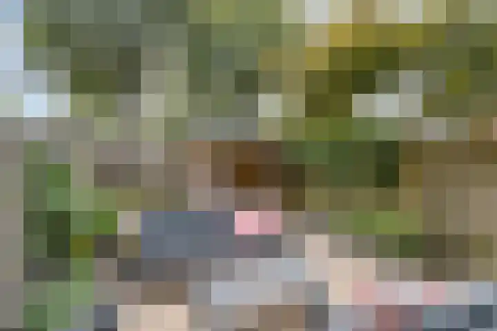 Speenkruid 31 Purmerend thumbnail 28