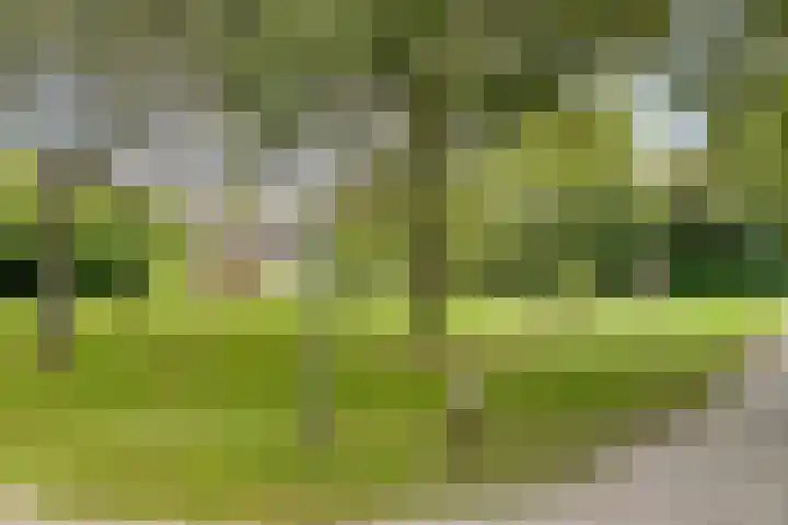 Speenkruid 31 Purmerend thumbnail 40