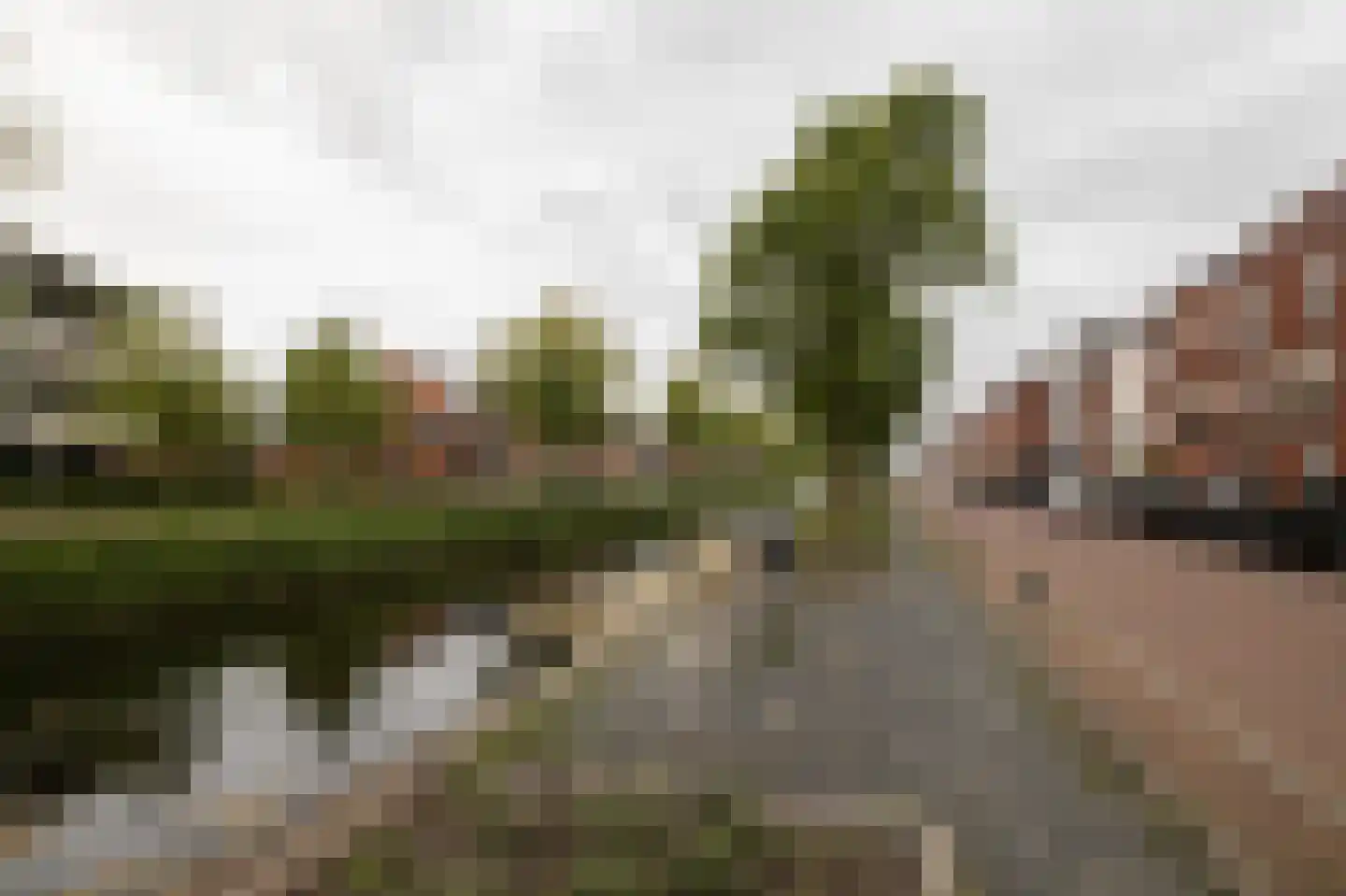 Speenkruid 34 Pijnacker foto 3