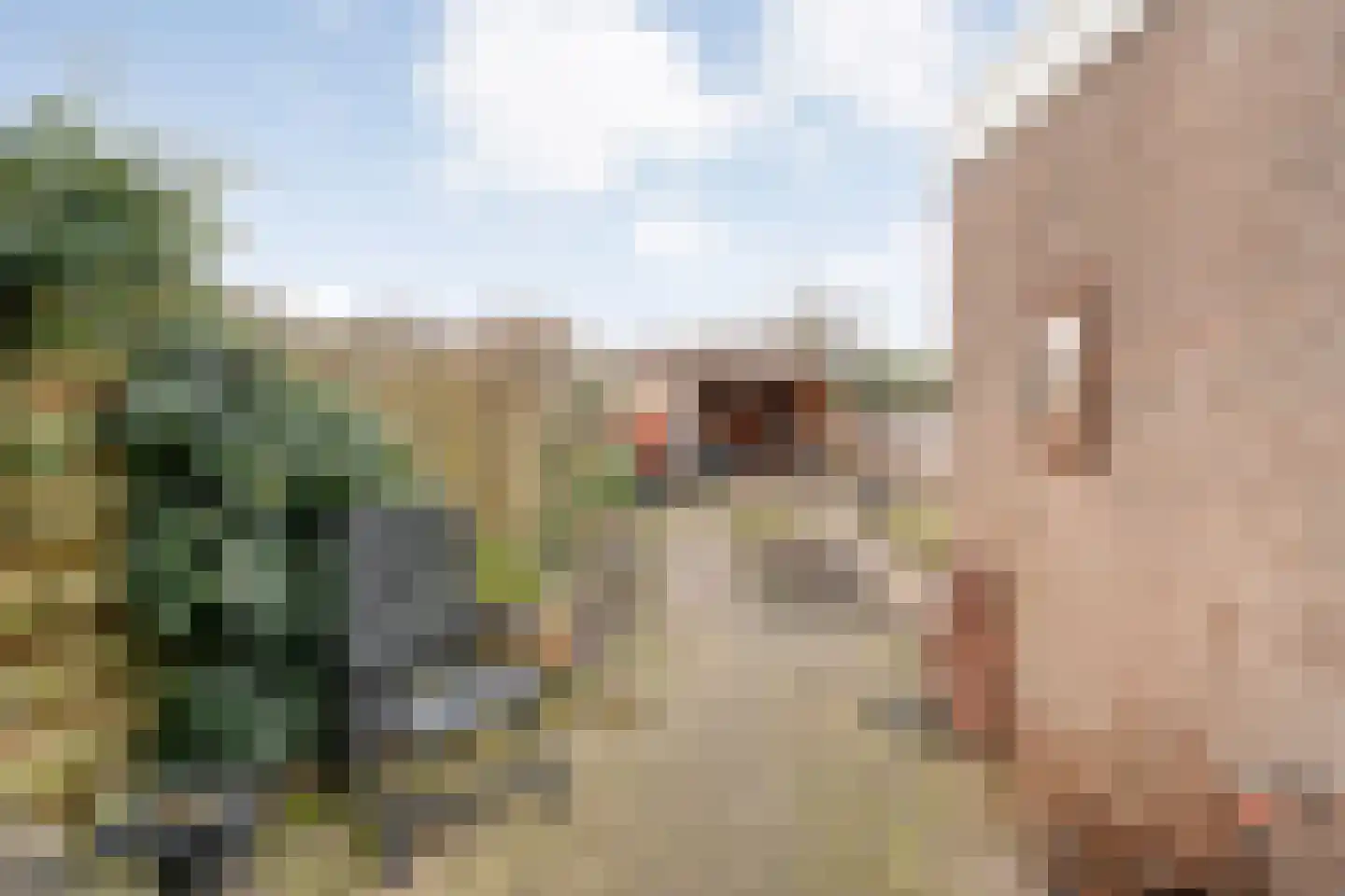 Speenkruid 35 Beilen thumbnail 44