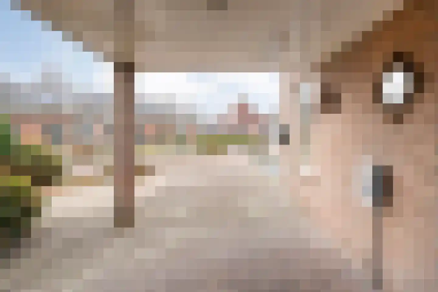 Speenkruid 35 Beilen thumbnail 51